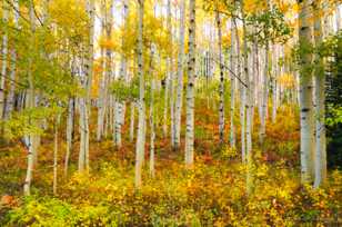 Aspen forest on Ohio Pass-2067 Aspen forest on Ohio Pass-2067
